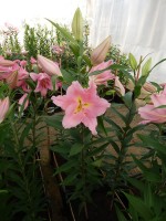 [4305 Ovada VH No101.JPG]